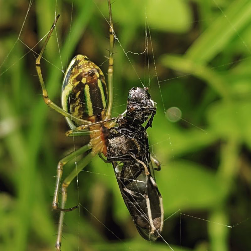 Welche Blende sollte ich für Insekten verwenden?