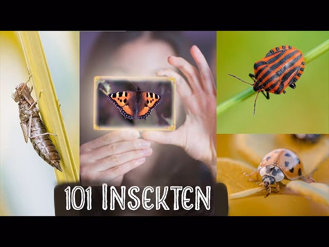 Wie fotografiert man Insekten?