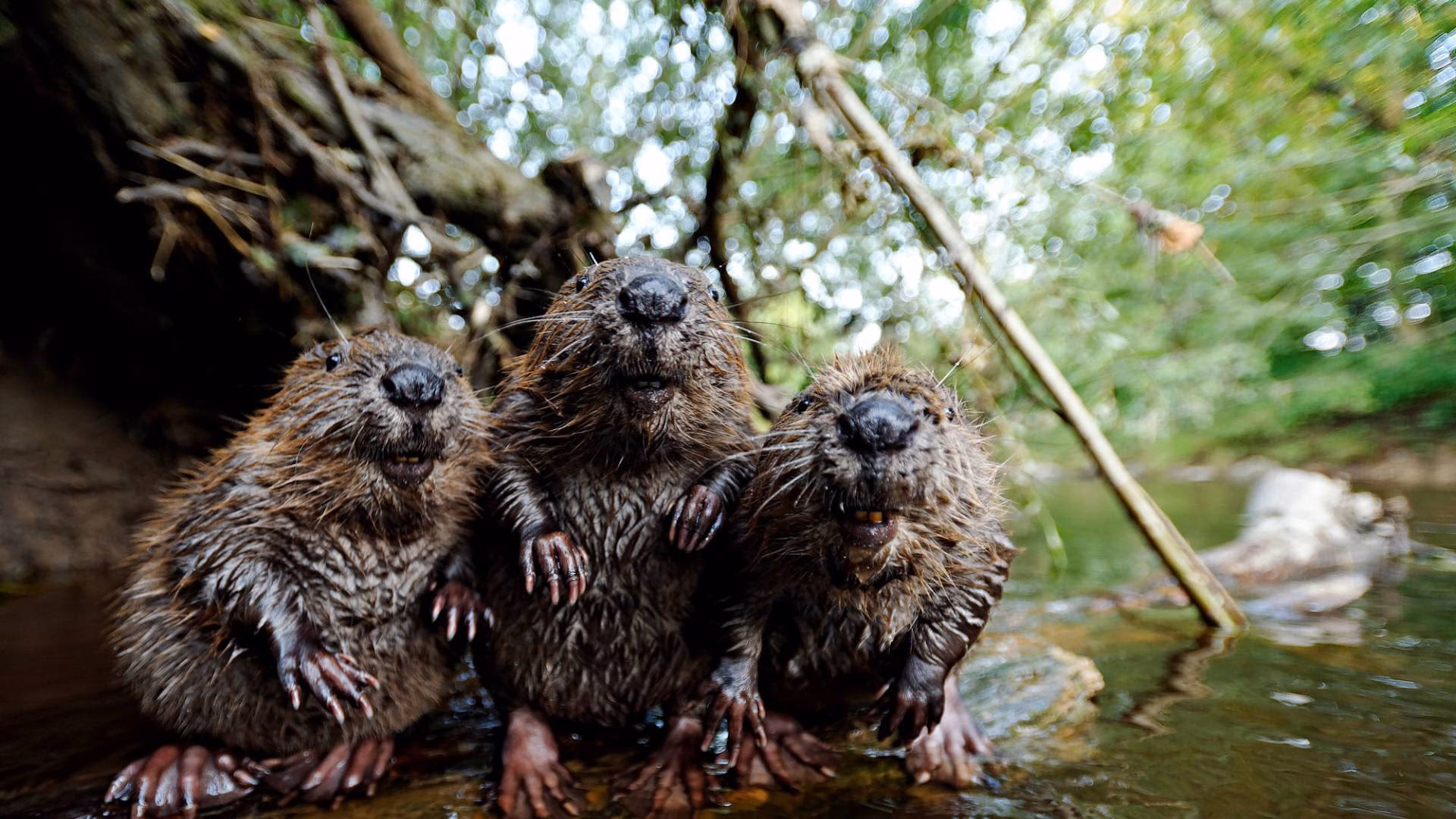 Wo kann man Biber beobachten?