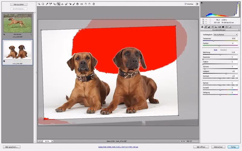 Wie mache ich gute Tierfotos?