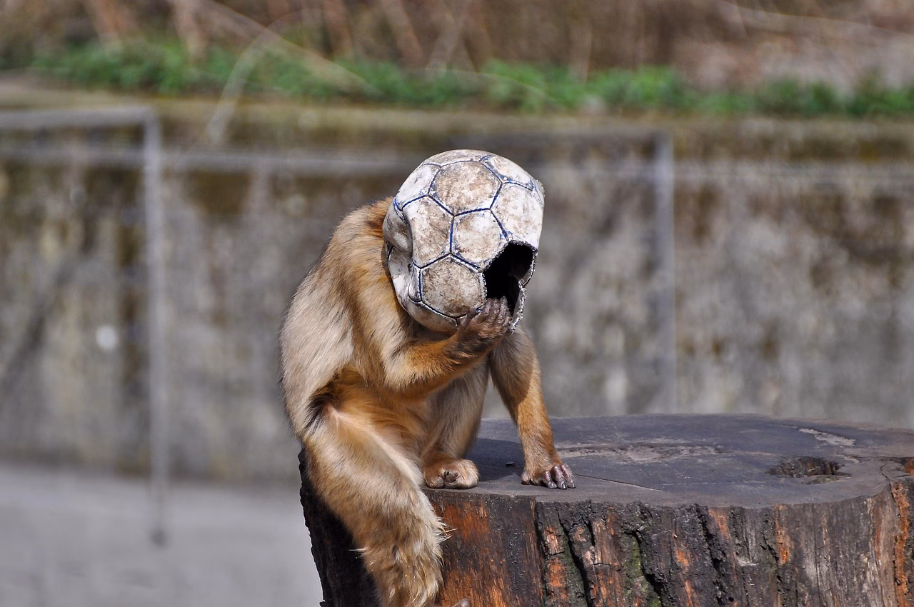 Ist Pic Monkey seriös?