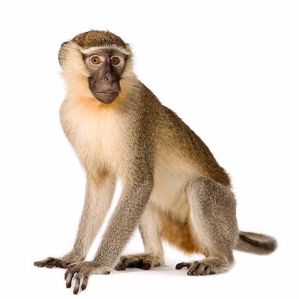 Ist Pic Monkey seriös?