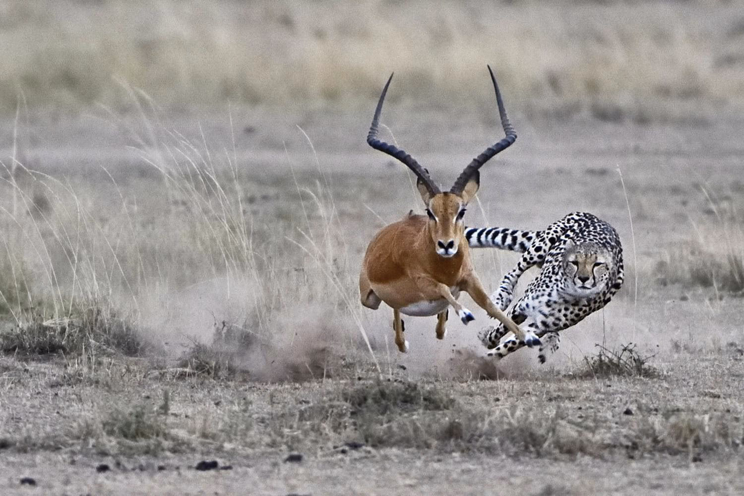 Wie kann man Bildsprache analysieren?