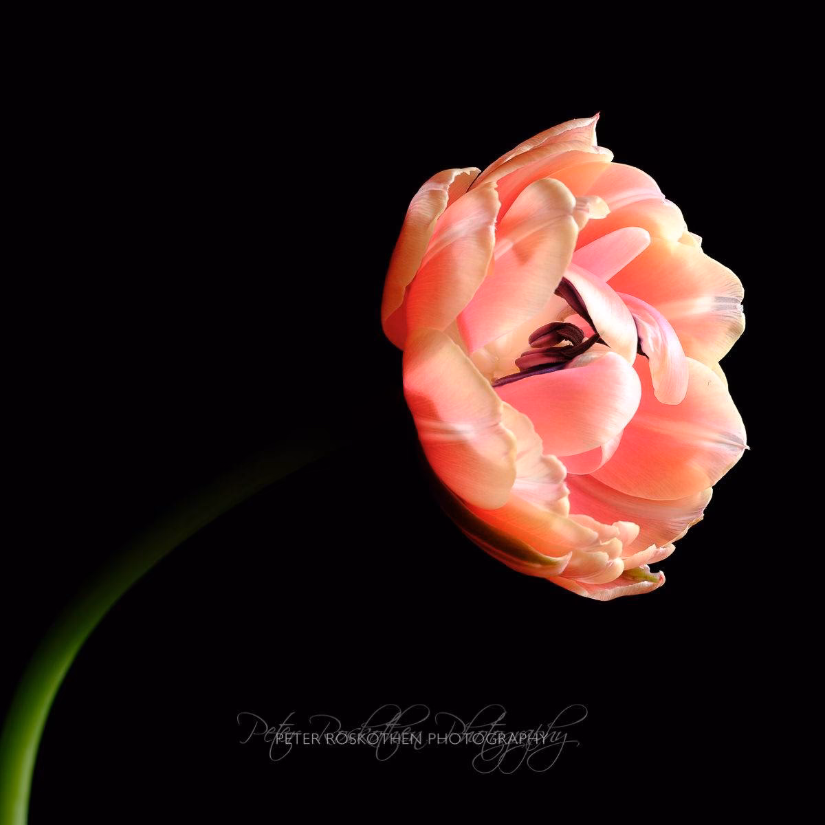 Wie fängt man Blumen fotografisch ein?