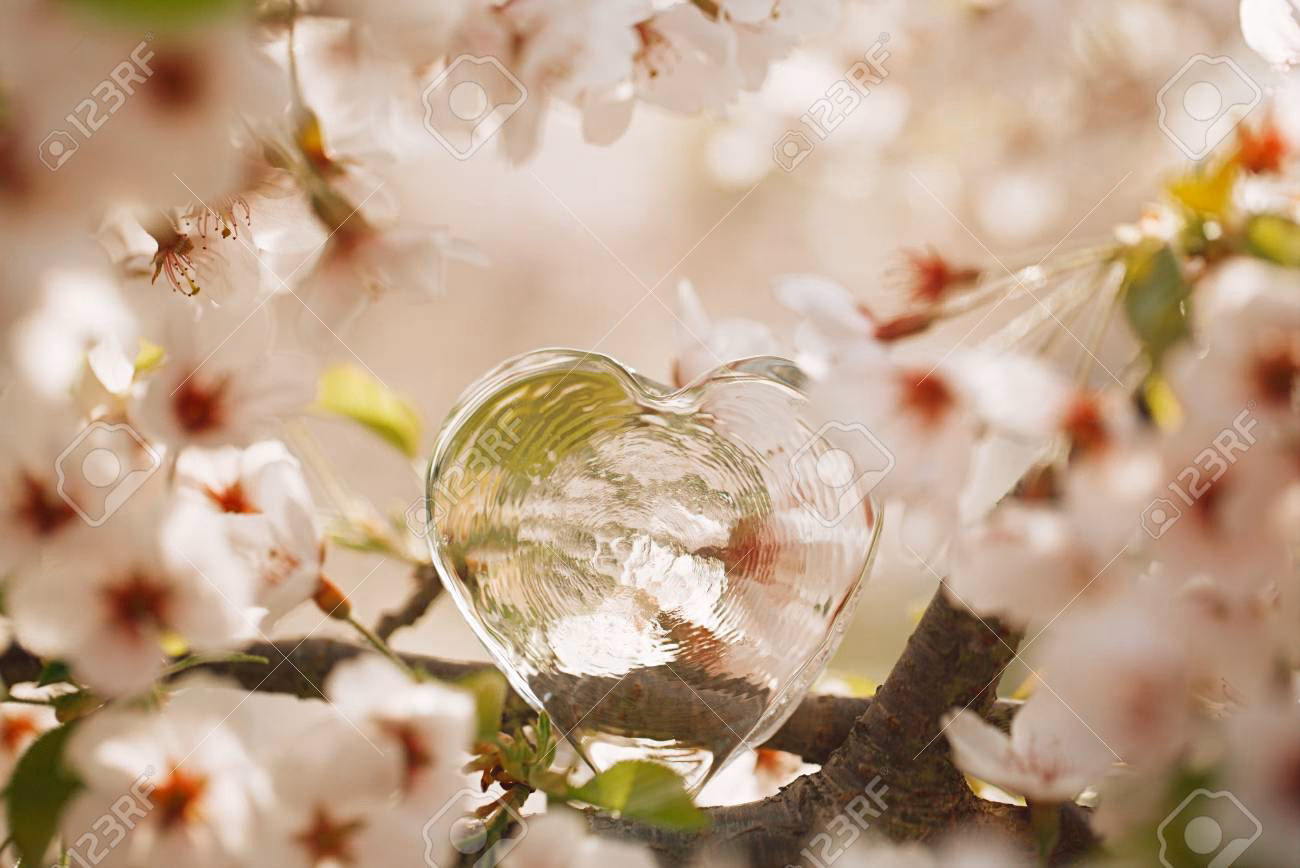 Welche Blumen sind die schönsten?