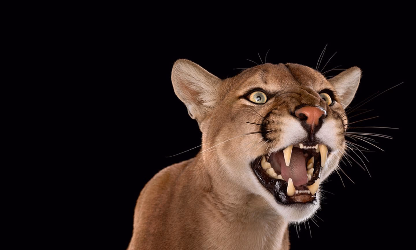 Wer ist der Sprecher bei Tiere vor der Kamera?