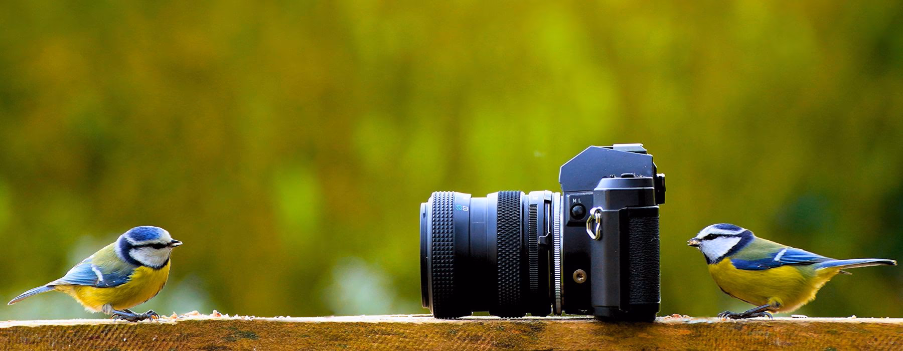 Ist eine Bridgekamera gut für die Tierfotografie geeignet?