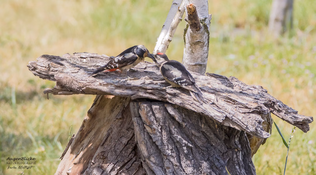 Was mag der Buntspecht nicht?
