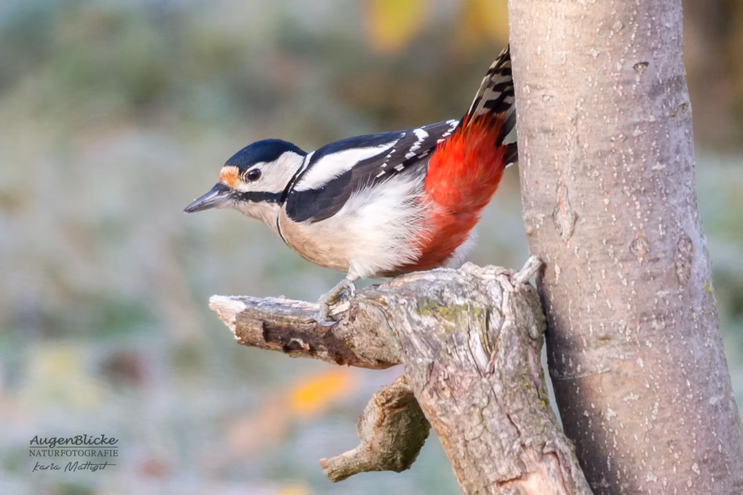 Wie lockt man Buntspechte an?