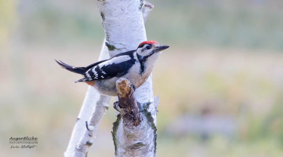 Wie schnell pickt ein Specht?