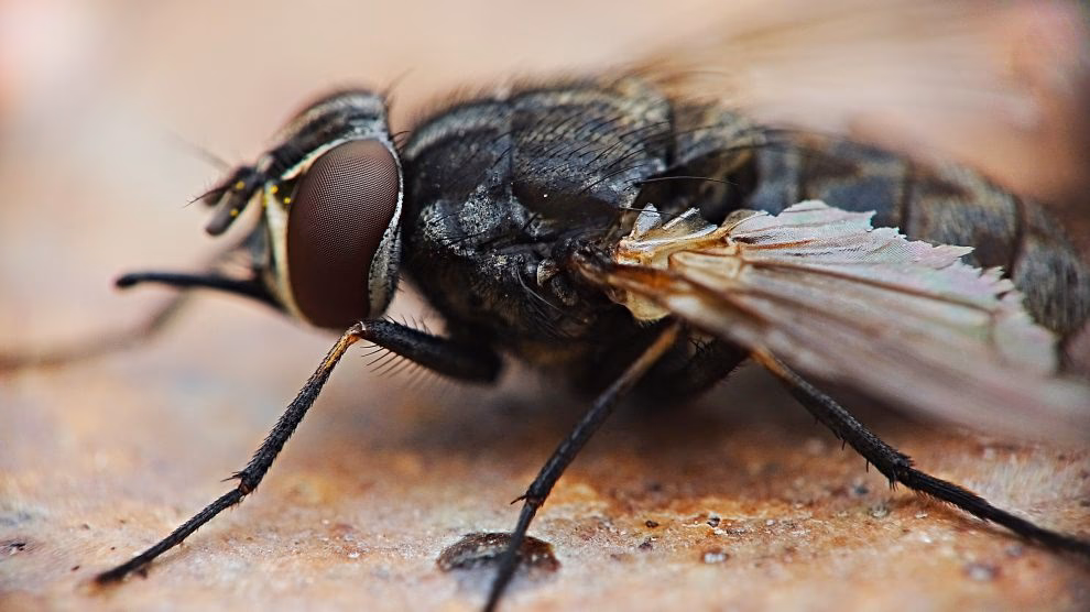 Was ist eine Detailaufnahme?