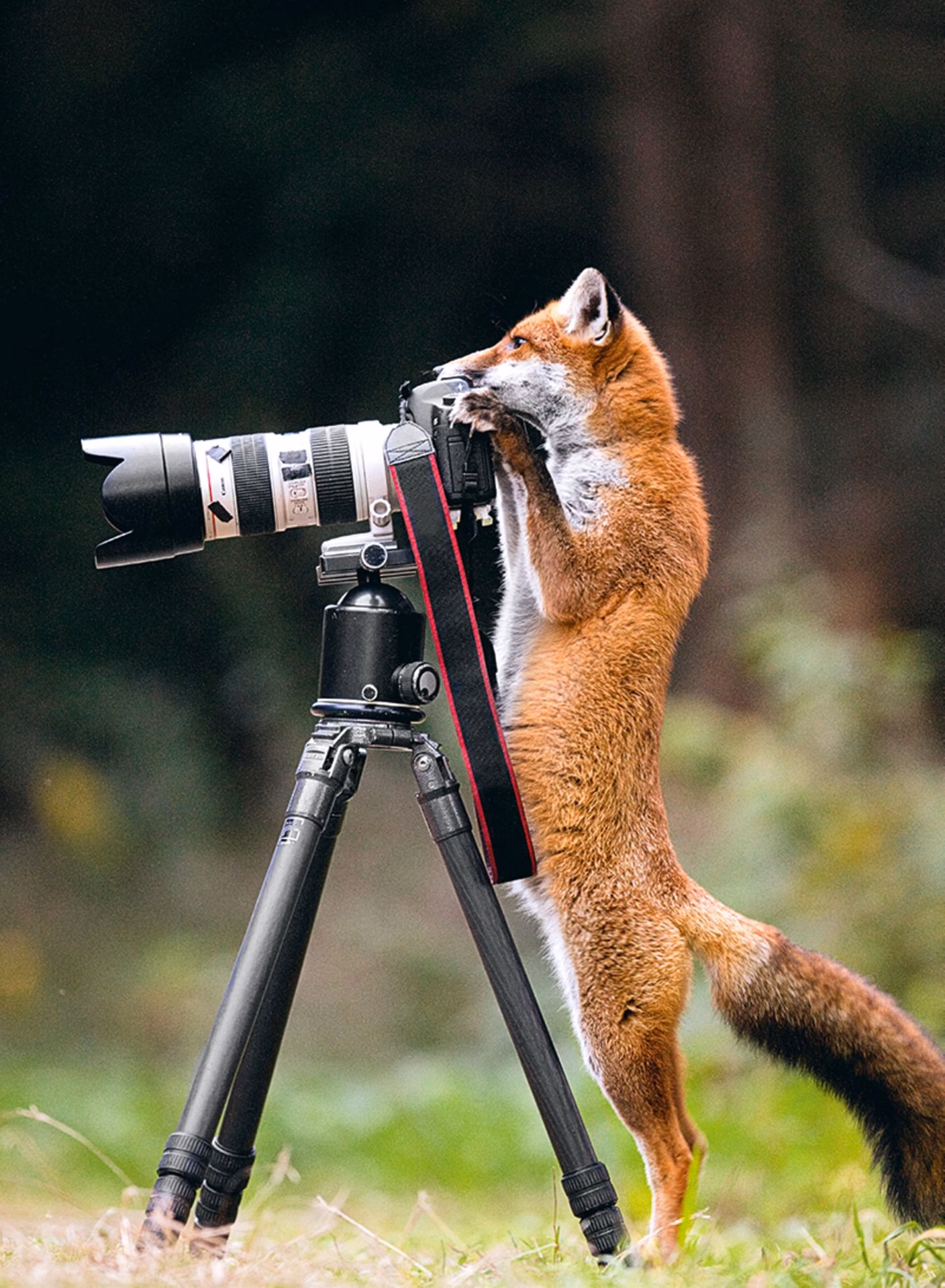Was ist der Artikel von Fotografie?