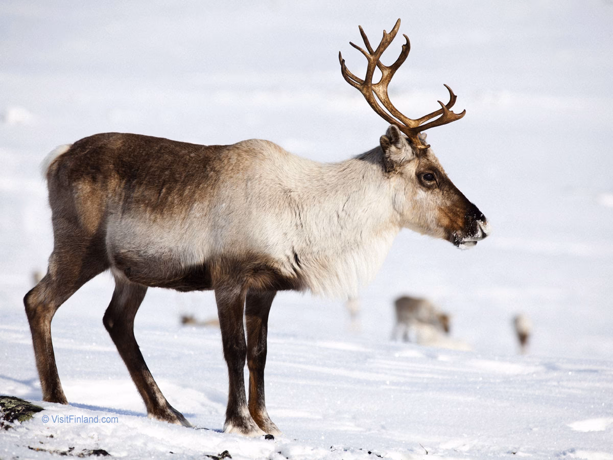 Wie häufig sind Elche in Finnland?
