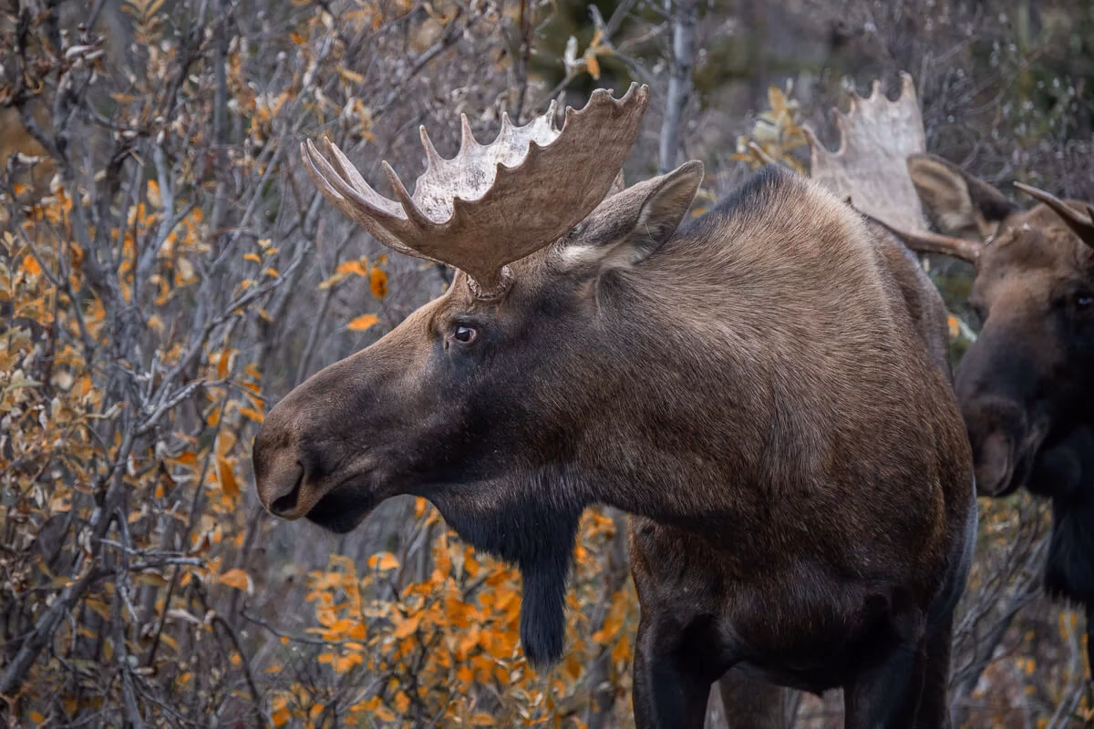 Welches Tier ist typisch für Finnland?