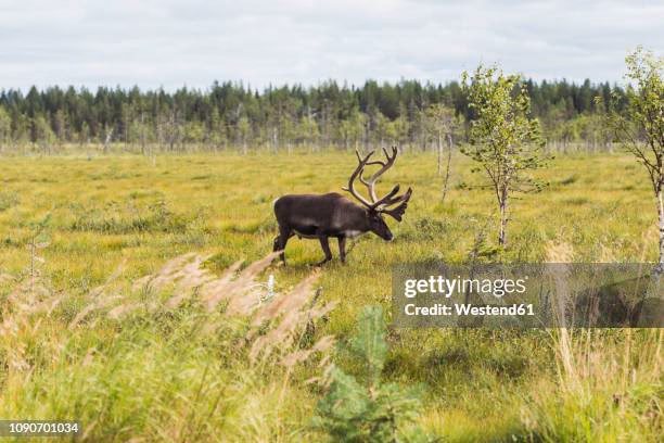 Wo in Finnland kann man Elche sehen?