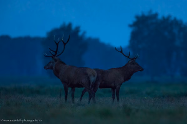 Wie viele Katzen leben in der Sperrzone von Tschernobyl?