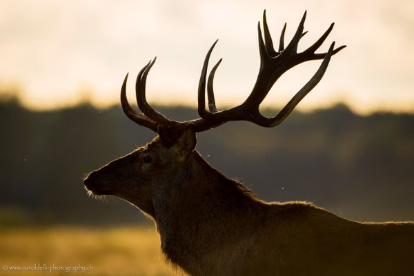 Wie viele Katzen leben in der Sperrzone von Tschernobyl?
