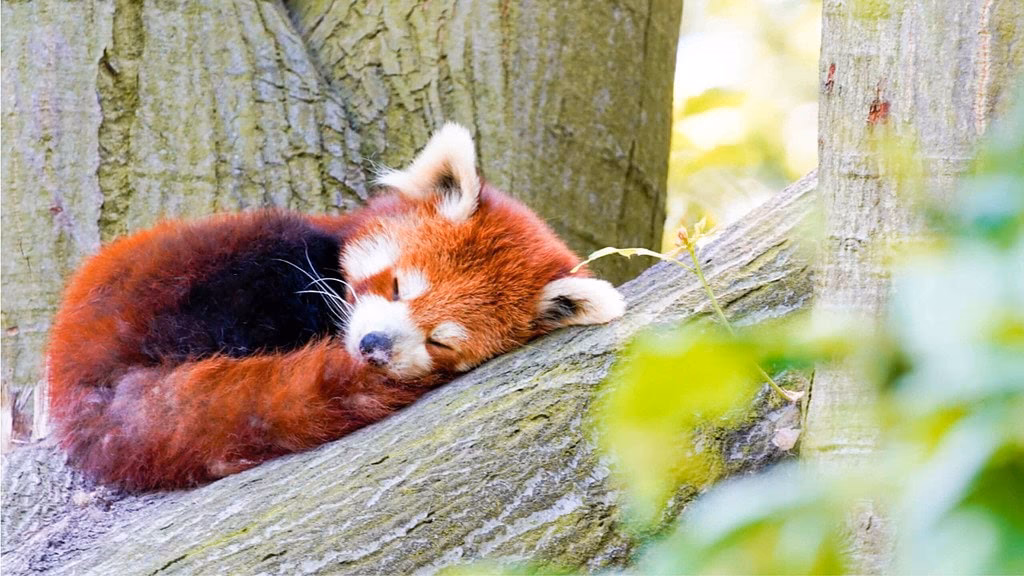 Welche Kurse sollte ich für die Tierfotografie belegen?