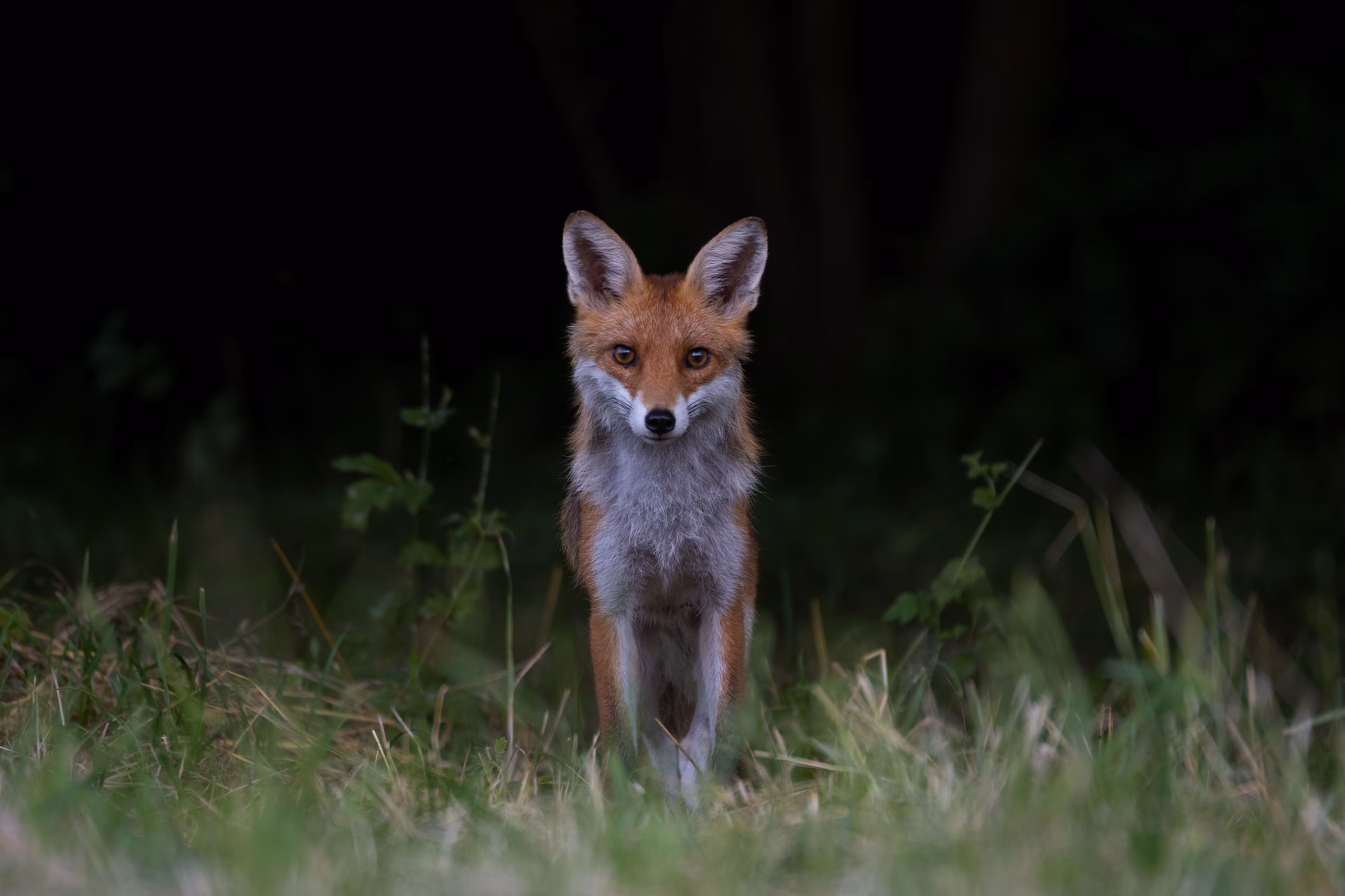 Welche Einstellungen für Tierfotografie?