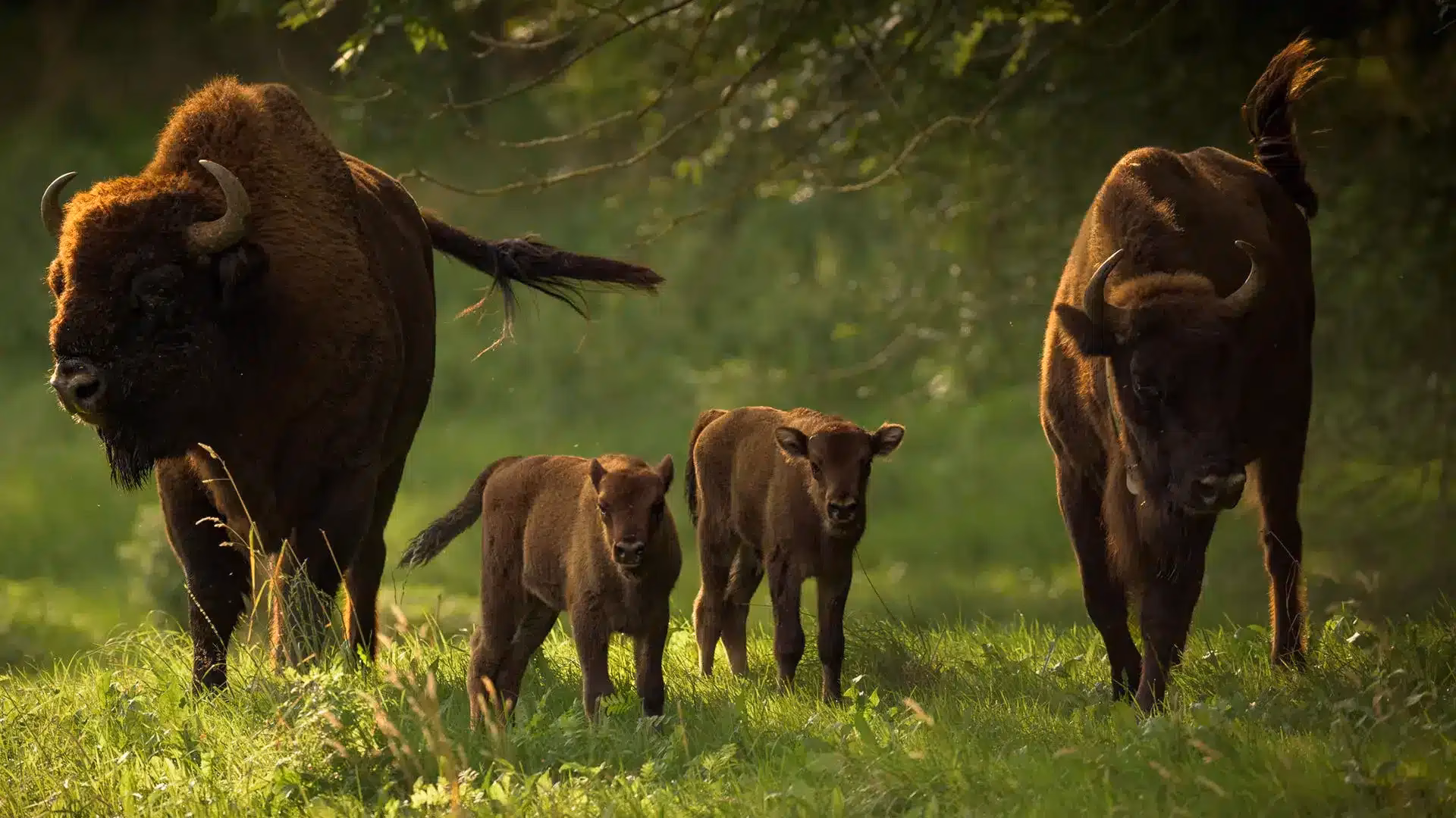 Kann man mit Tierfotografie Geld verdienen?