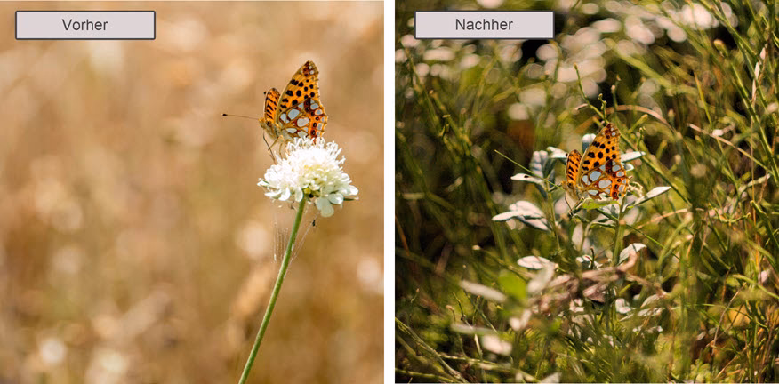 Welche Blende für Freistellen?