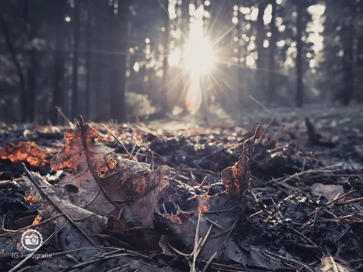 Wie zeichne ich eine Froschperspektive?