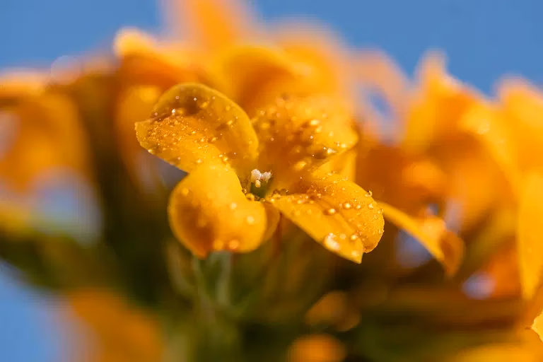 Welches Makroobjektiv für Fuji?