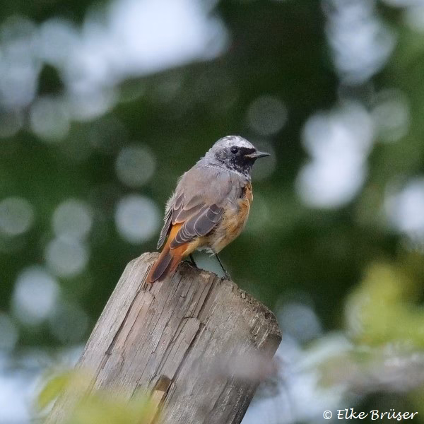 Was ist der Unterschied zwischen Hausrotschwanz und Gartenrotschwanz?