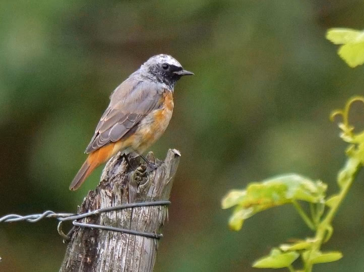 Ist der Rotschwänzchen selten geworden?