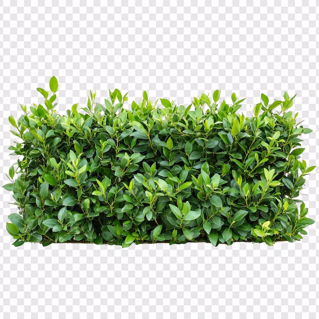 Welche Mindestbreite sollte eine Hecke haben?