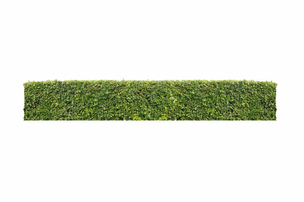 Wie mache ich eine Hecke?