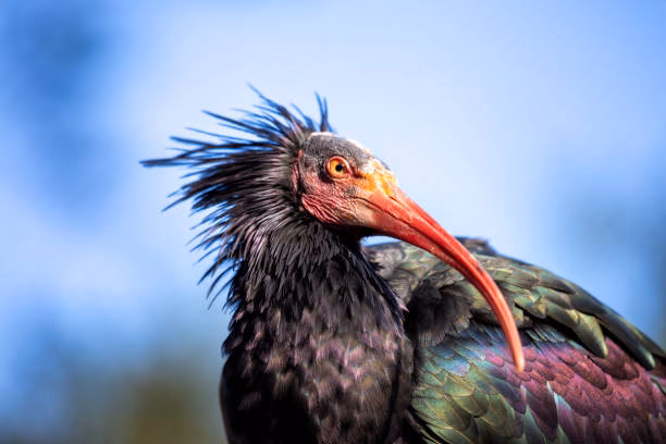 Was ist ein Ibis auf einem Foto?