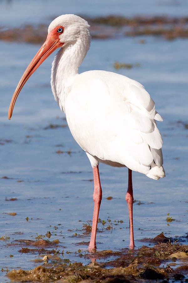Lohnt sich Ibis zum Fotografieren?