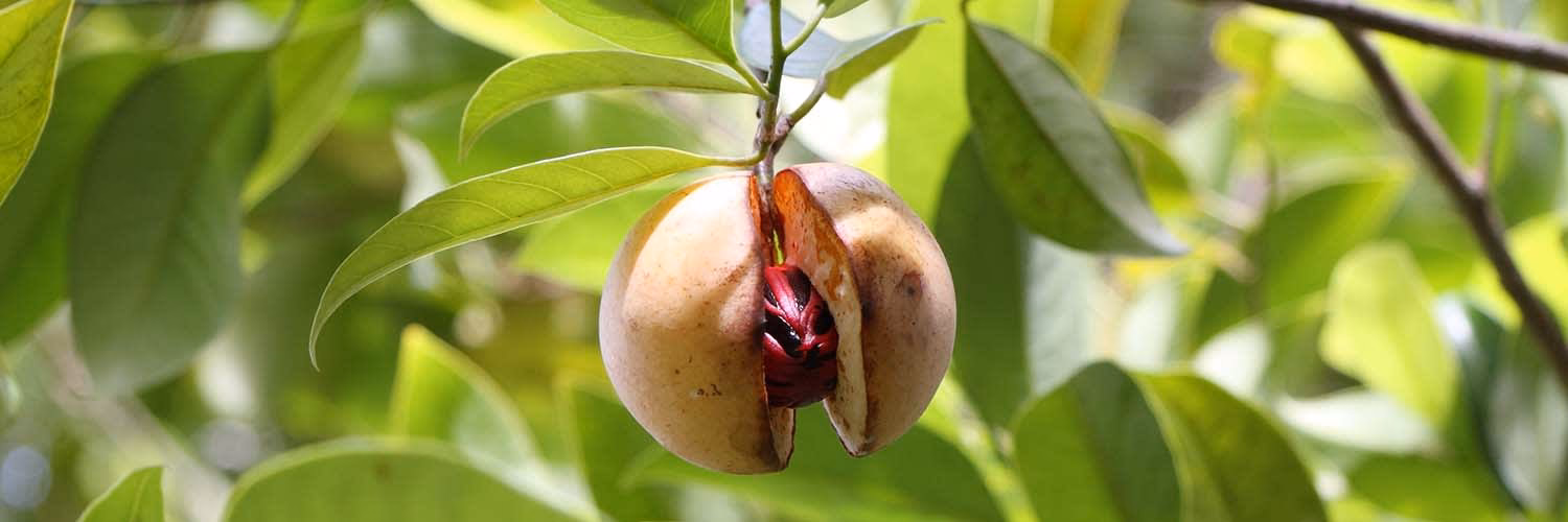 Wann kam die Muskatnuss nach Europa?