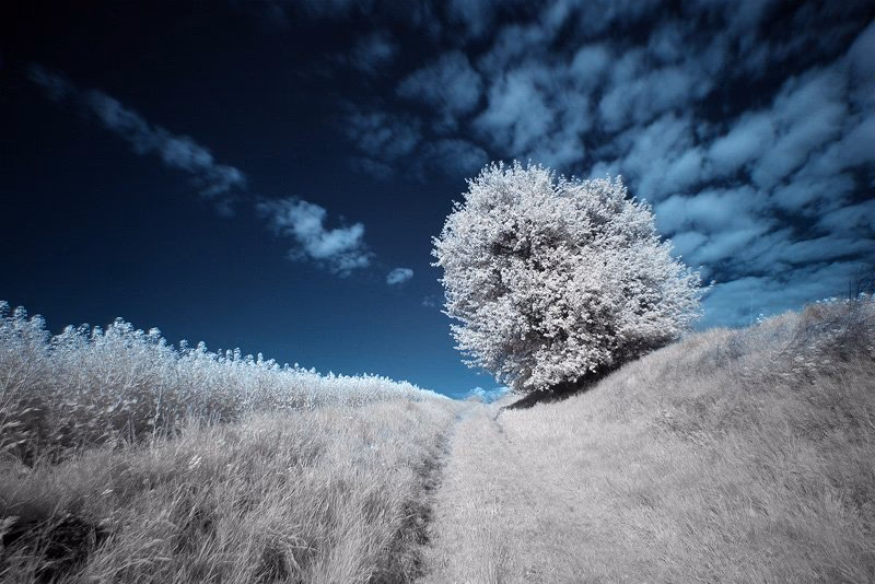 Wie macht man Infrarotaufnahmen mit einer Digitalkamera?