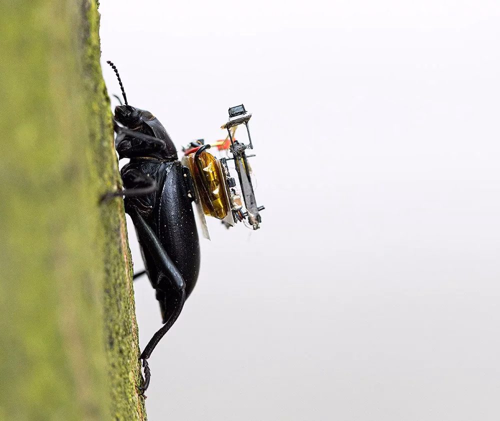 Warum werden Insekten von meiner Überwachungskamera angezogen?