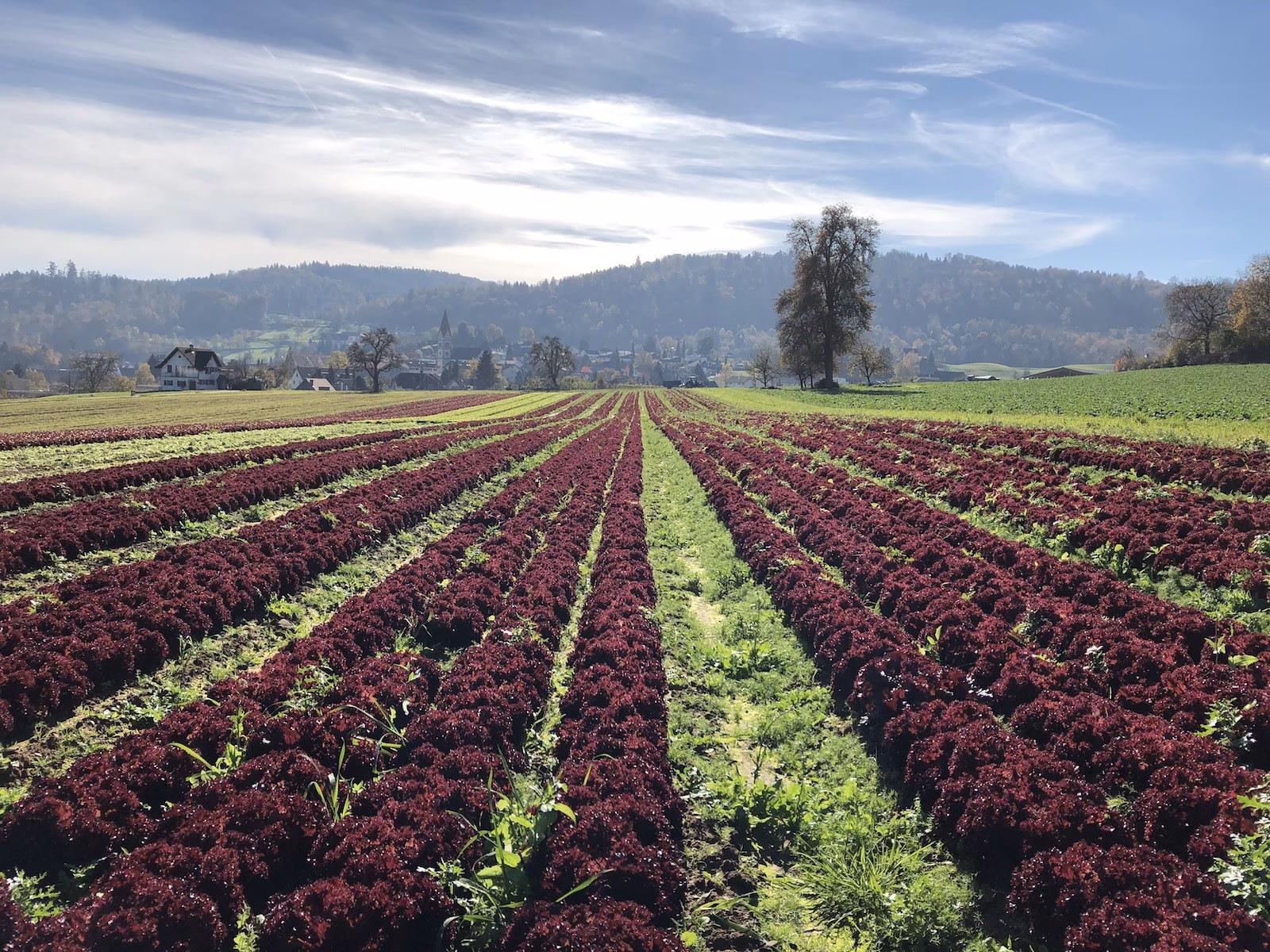 Wie groß ist die Brennweite der Kamera des iPhone 8?