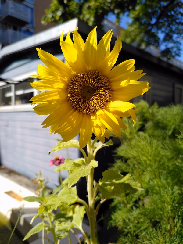 Wie lange wird das Fairphone 3 unterstützt?