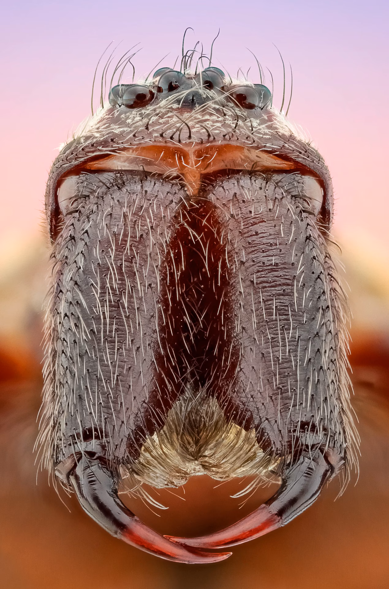 Welche Kameraeinstellungen eignen sich am besten für die Insektenfotografie?