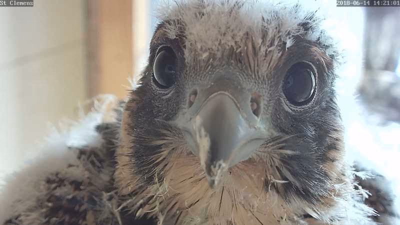 Wie halte ich Vögel von meinen Überwachungskameras fern?