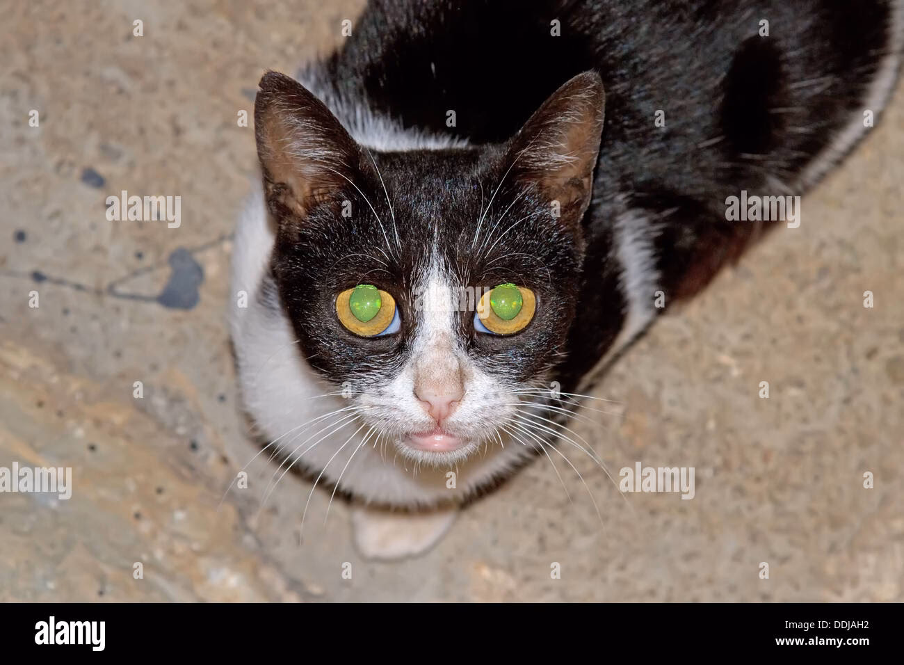 Wie reagieren Katzen auf Blitzlicht?