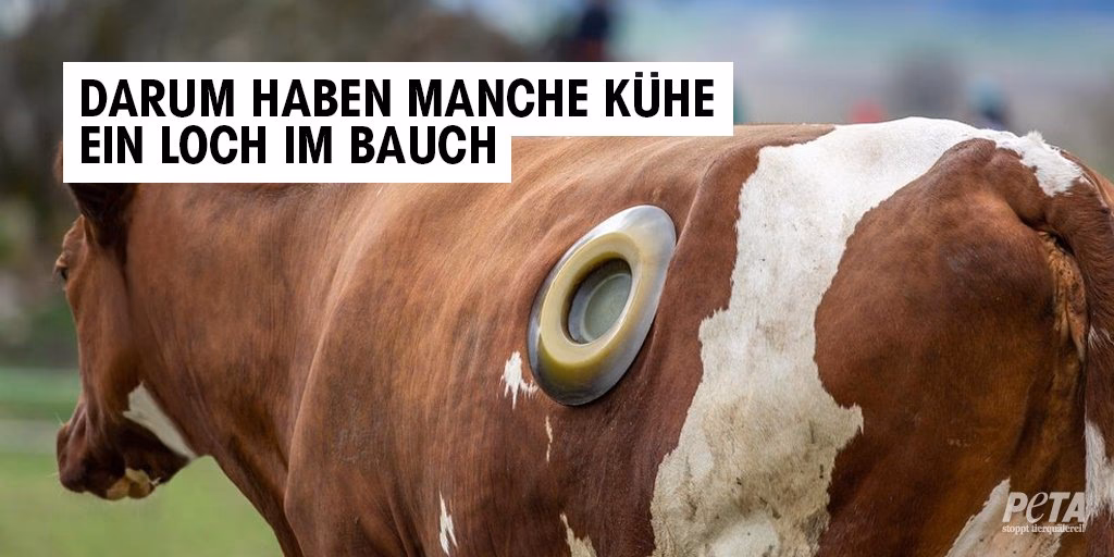 Was ist eine Kuh mit Öffnung im Bauch?