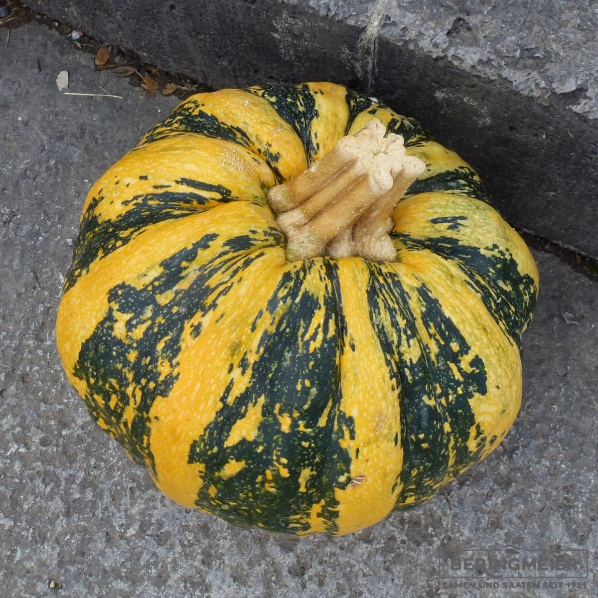 Was heißt Kamo Kamo auf Englisch?