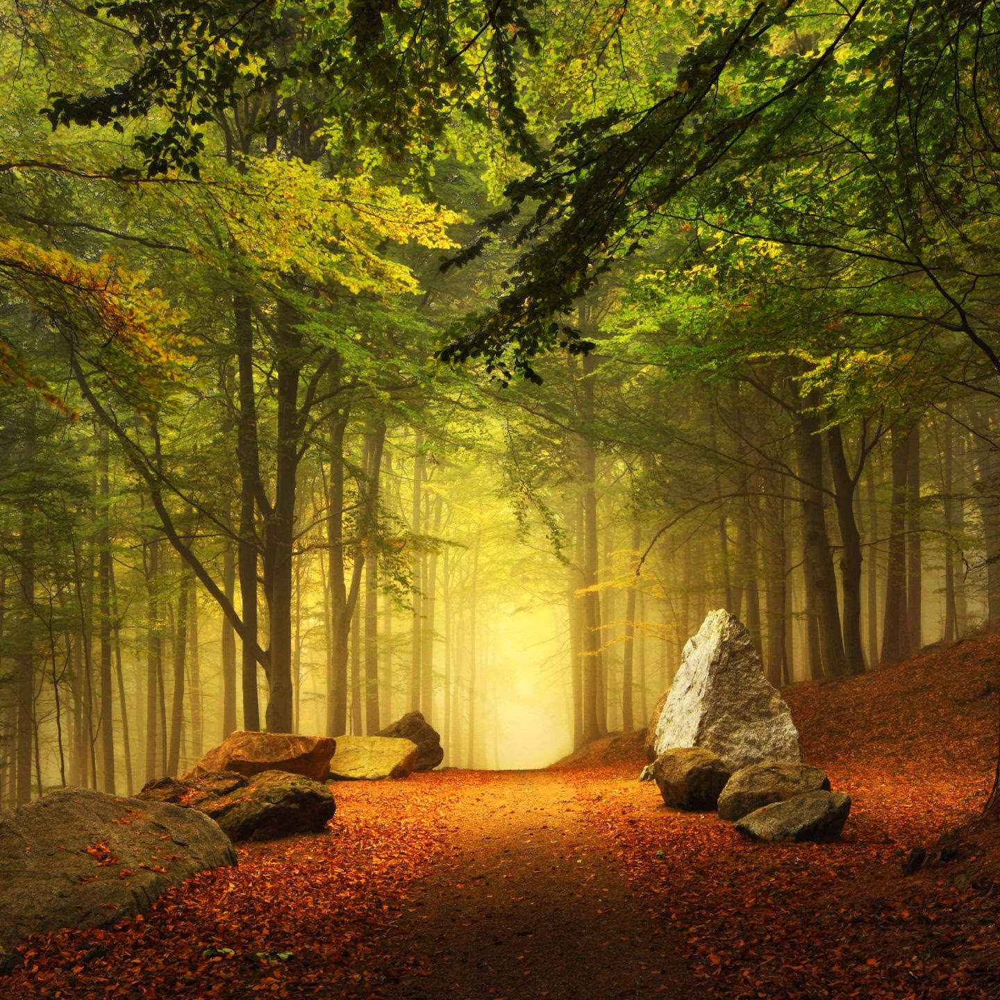 Welches Objektiv im Wald?