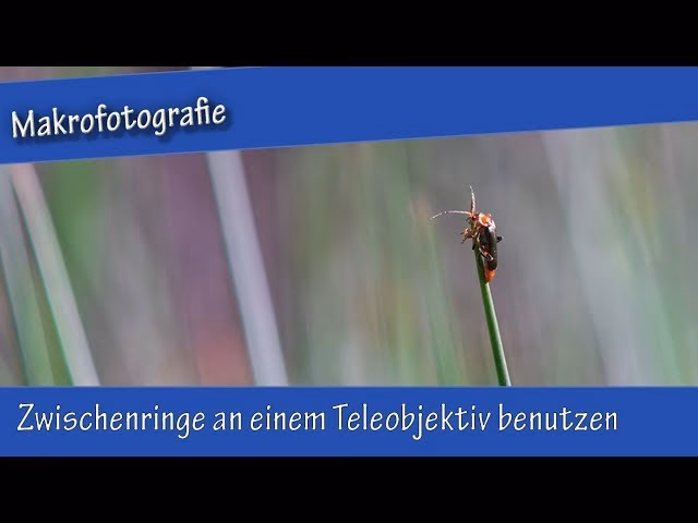 Was ist besser, ein Teleobjektiv oder ein Makroobjektiv?
