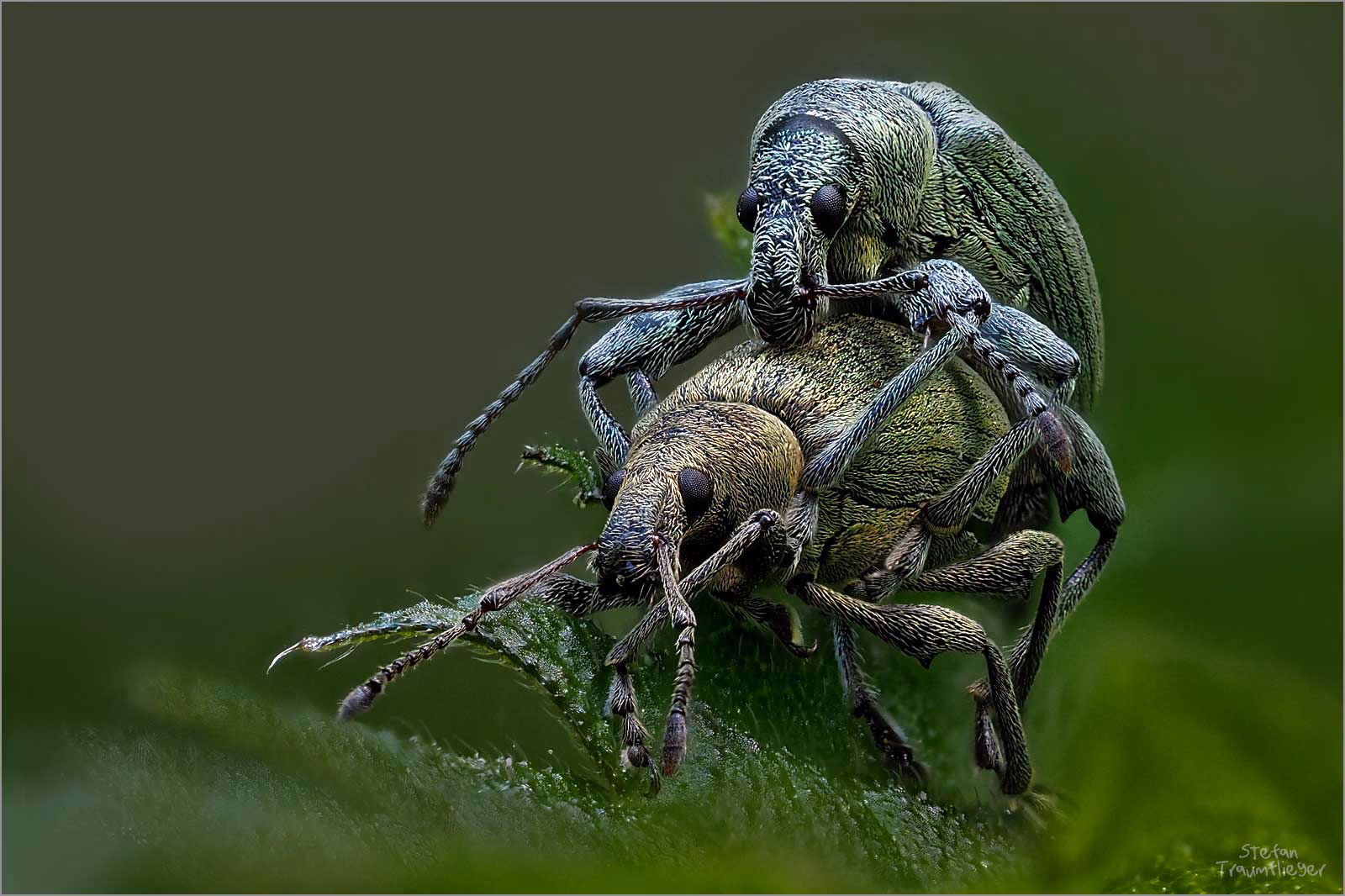 Was ist Stacking in der Makrofotografie?