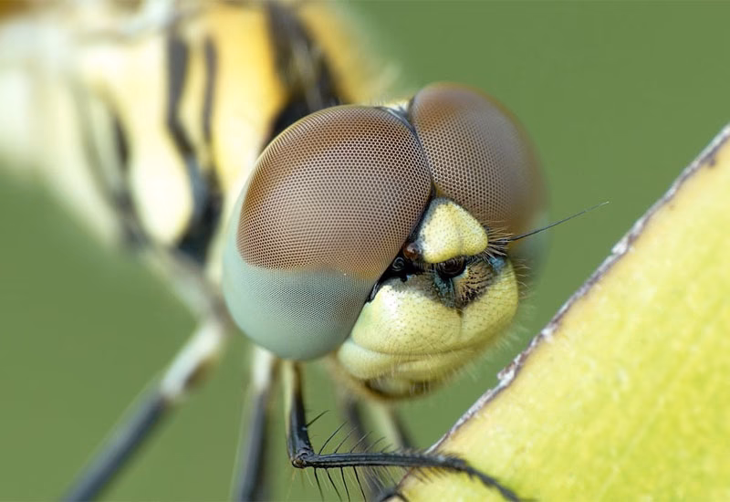 Welchen Einfluss hat die Schärfentiefe auf die Makrofotografie?