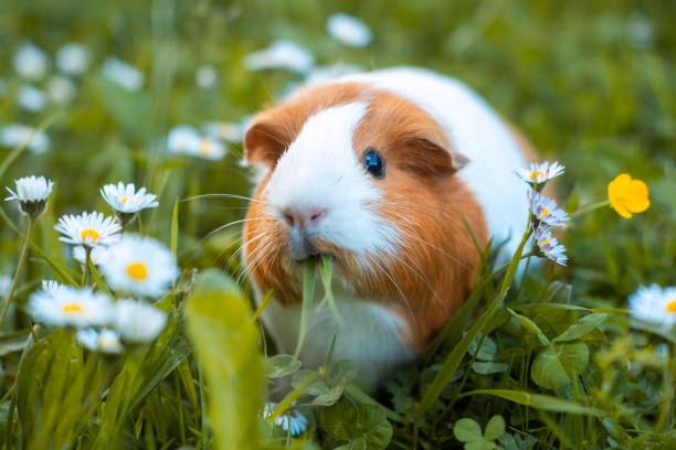 Wie erkennt man glückliche Meerschweinchen?