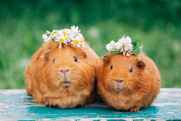 Welche Farben können Meerschweinchen nicht sehen?