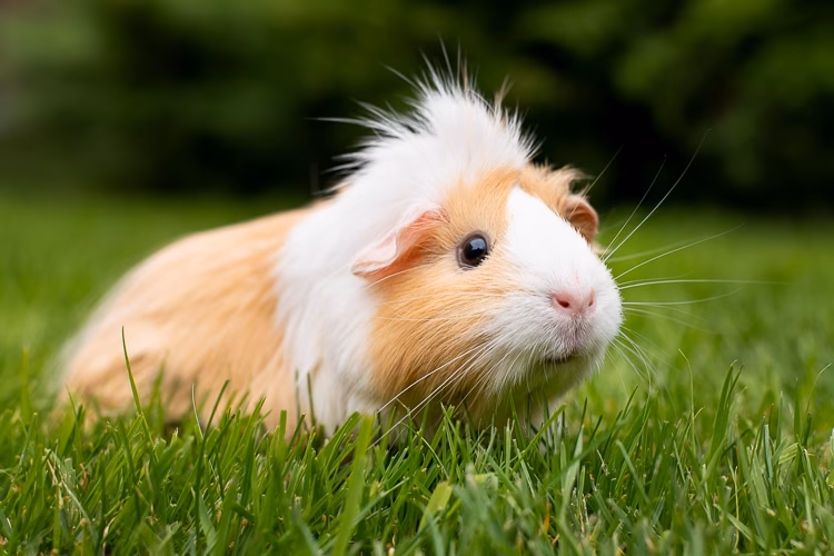 Wie sehen Meerschweinchen die Welt?